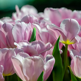 Hectarul - Ladita 600 bulbi de lalea TRIUMPH TULIPA Synaeda Amor